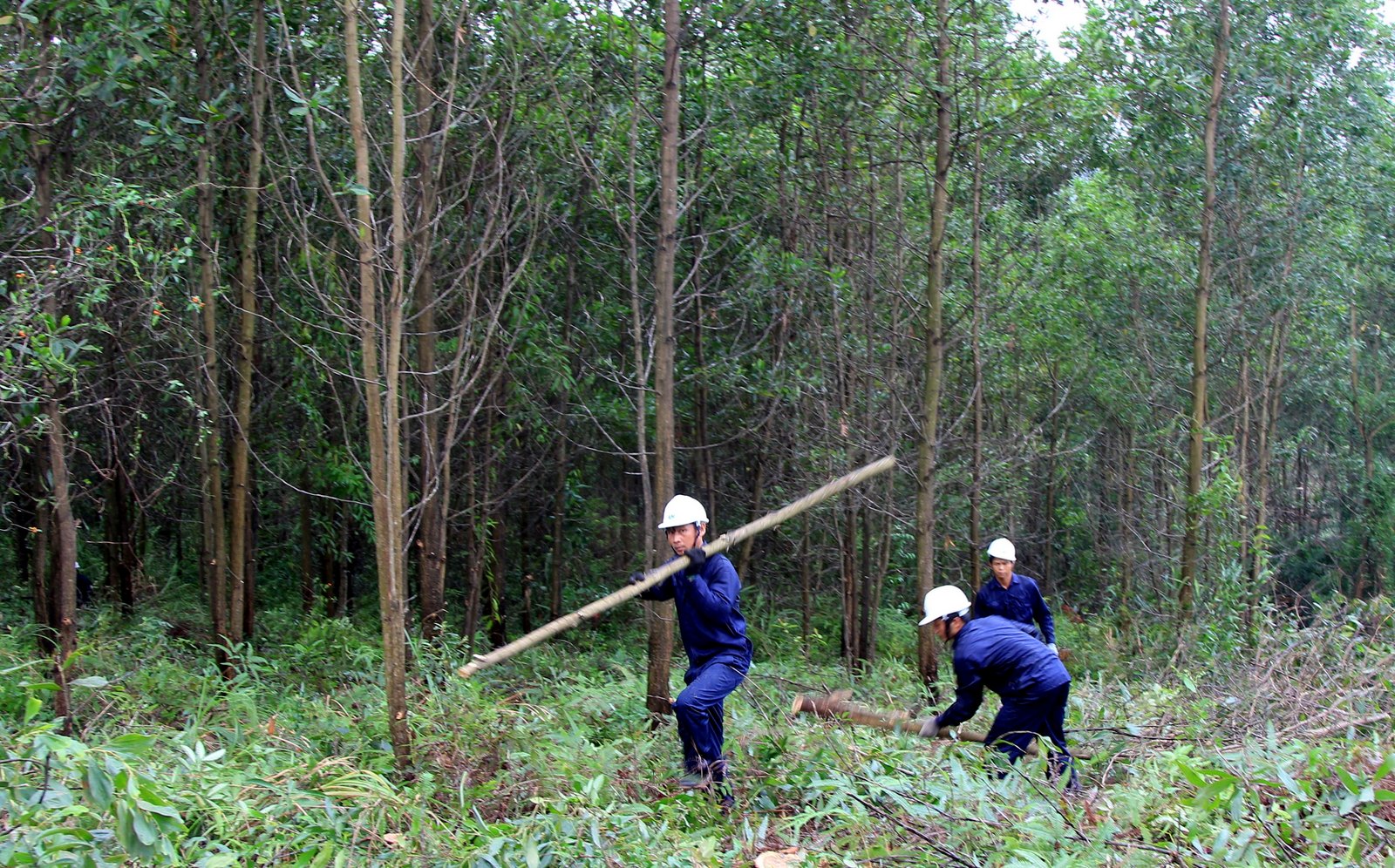 RAFT[-]cùng[-]các[-]đối[-]tác[-]tổng[-]kết[-]thành[-]tựu[-]thúc[-]đẩy[-]quản[-]lý[-]rừng[-]bền[-]vững[-]và[-]thương[-]mại[-]gỗ[-]hợp[-]pháp[-]tại[-]Việt[-]Nam